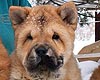 maximize chow-chow