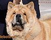 maximize chow-chow