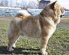 maximize chow-chow