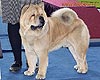 maximize chow-chow