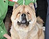 maximize chow-chow