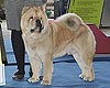 maximize chow-chow