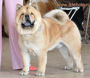 chow-chow Il De Bote Le Garder