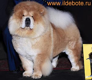 chow-chow Il De Bote Ginie